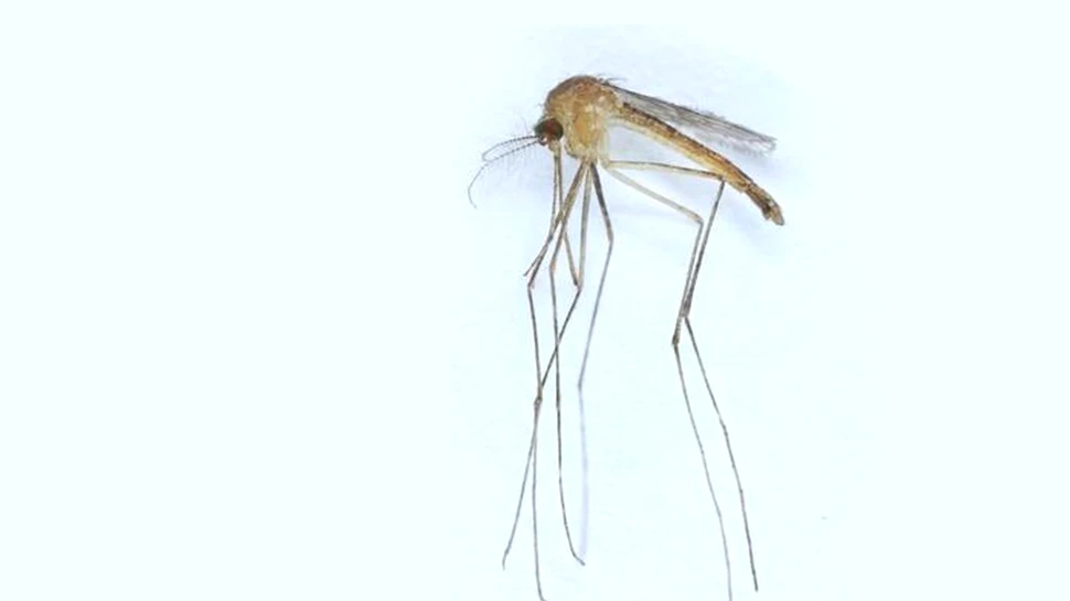 A fost descoperită o nouă specie de țânțar în Finlanda