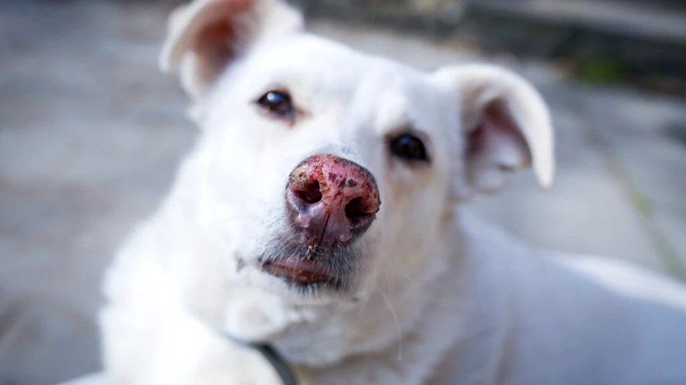 Ce spun psihologii despre oamenii care rănesc animale