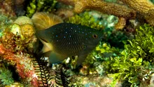 Speciile invazive de șobolani au modificat comportamentul peștilor de recif