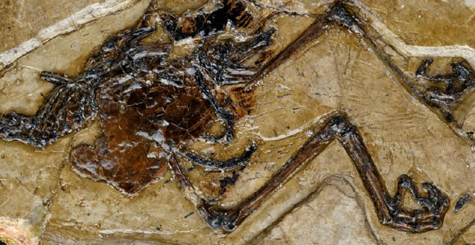 Într-o premieră paleontologică, un ou fosilizat a fost găsit într-o pasăre scrăveche ce trăia acum 110 milioane de ani