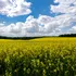 Vremea în luna mai: Meteorologii anunță temperaturi mai mari decât ar fi normal!