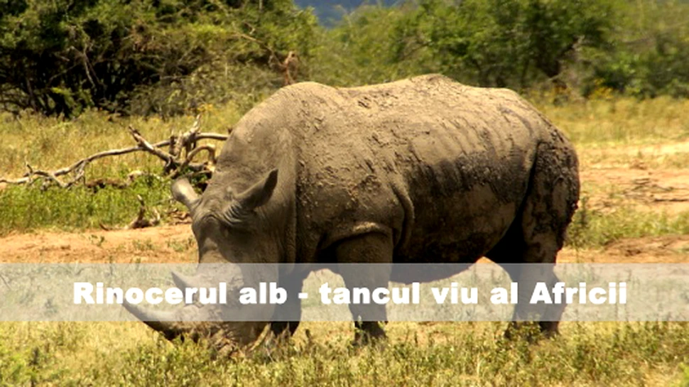 Rinocerul alb-tancul viu al Africii