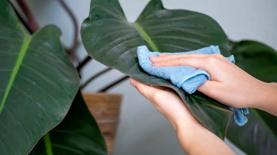 Igiena plantelor: gesturi simple care îți pot salva grădina
