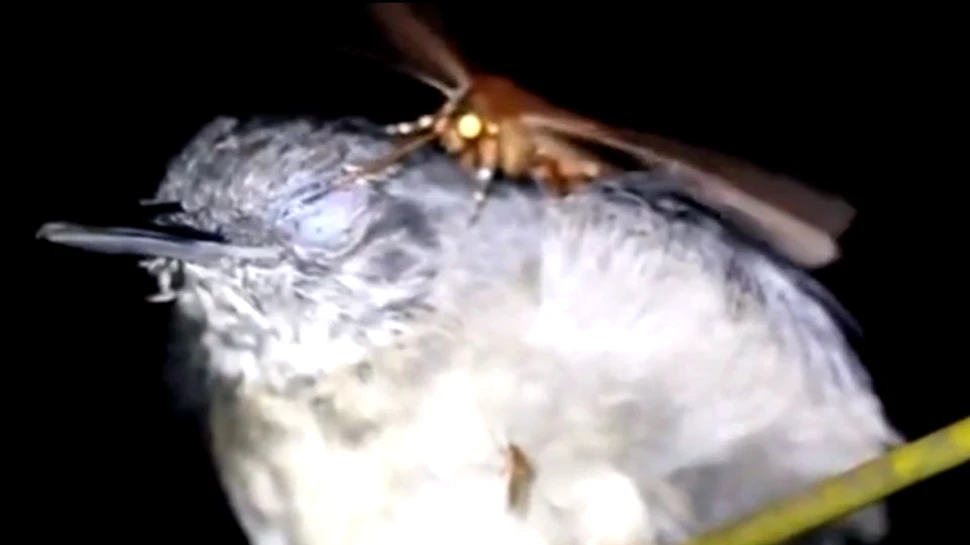Biologii au observat un caz rar în natură: O molie ce bea lacrimile unei păsări – VIDEO