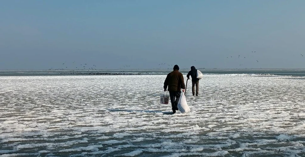 Păsările din Delta Dunării, puternic afectate de îngheț