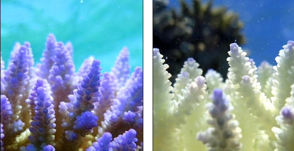 ”Aceasta este ultima şansă”. Cât COSTĂ salvarea Marii Bariere de Corali, afectată grav – FOTO+VIDEO
