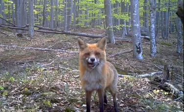 Reacţia unei vulpi când descoperă camera de filmare instalată în Parcul Naţional Semenic – VIDEO