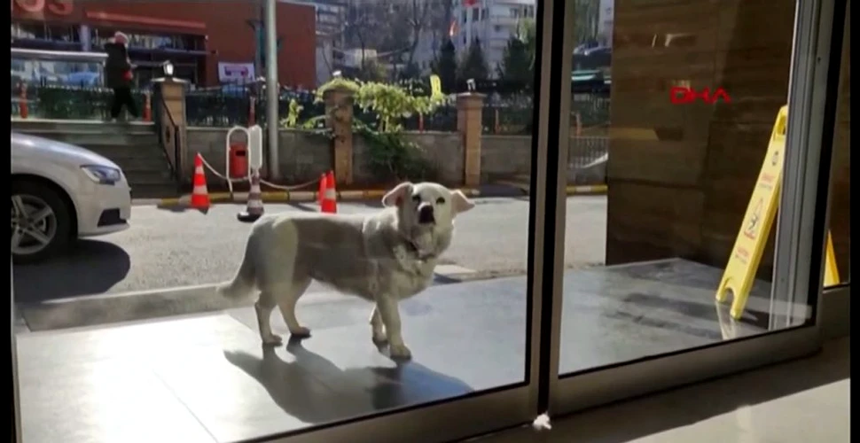 Un câine și-a așteptat stăpânul în fața unui spital din Turcia timp de aproape o săptămână