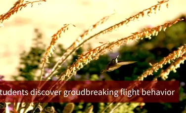 O cameră de 150.000$ dezvăluie lucruri neştiute despre zborul păsărilor cu cele mai rapide aripi (VIDEO)