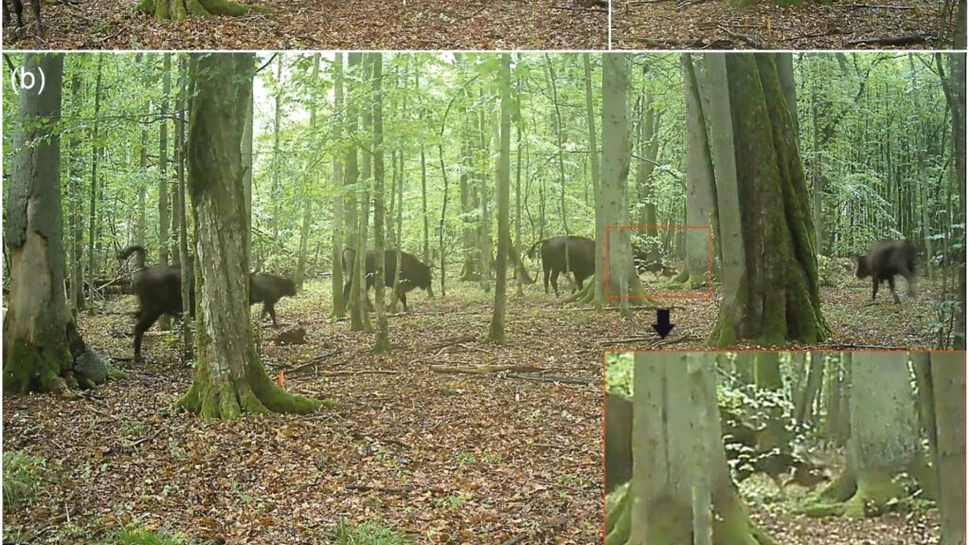 Pentru prima dată, lupii au fost filmați vânând zimbri într-o pădure europeană străveche