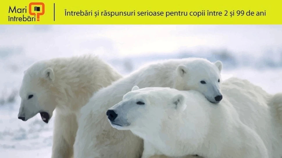 Hibernează urşii polari?