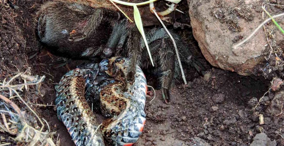 O tarantulă a omorât un şarpe, folosindu-şi doar colţii neveninoşi