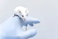 Editarea genetică poate duce la nașterea de pui de șoareci de același sex cu o eficiență de 100%