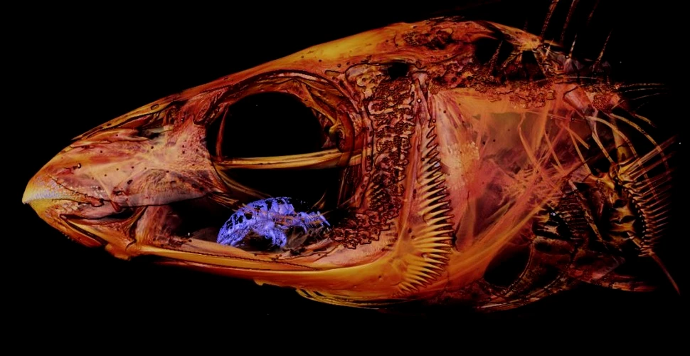Unul dintre cei mai dezgustatori paraziți din lume își face ”cuib” în gura unui pește