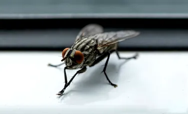 Test de cultură generală. De ce muștele își freacă „picioarele”?