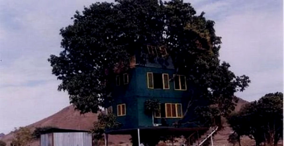 Casa din arborele de mango (FOTO)