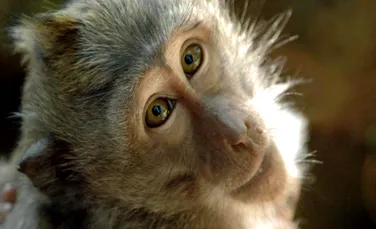 O maimuta paralizata a fost vindecata cu celule stem