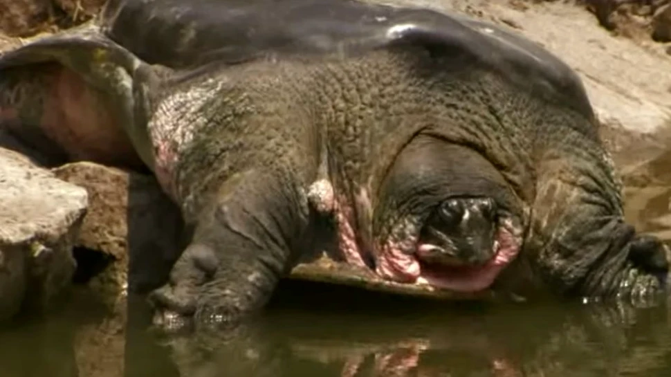 Ultima femelă dintr-o specie rară de ţestoasă gigant a murit după o inseminare artificială