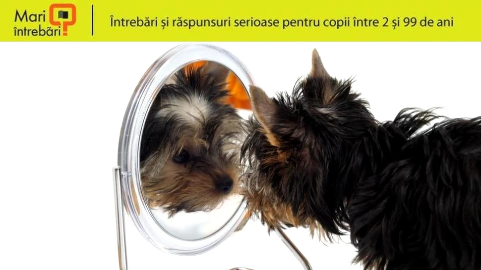 Ce se întâmplă atunci când animalele se uită în oglindă? – VIDEO