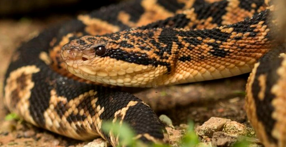 Veninul de la șarpele cu clopoței ar putea vindeca hipertensiunea arterială