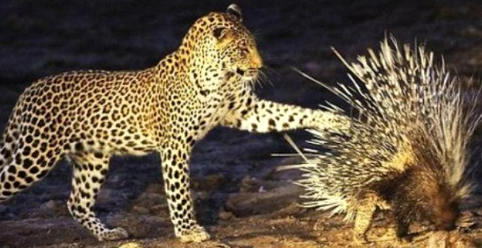 Scoala vietii pentru un tanar leopard (FOTO)