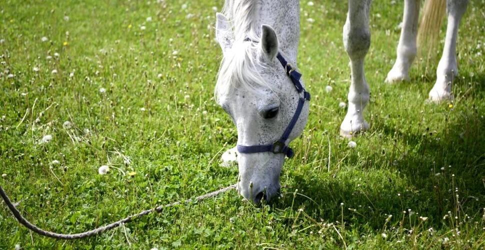 Șarlatan, calul Jandarmeriei Române, îşi caută stăpân. Are 18 ani și a participat la zeci de misiuni