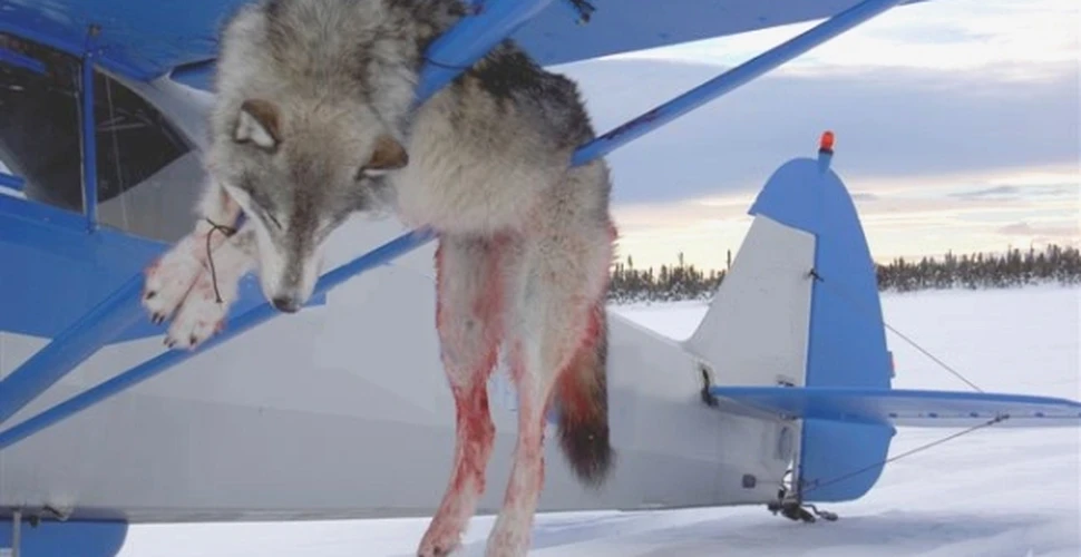 Sarah Palin planuia sa ucida lupii din Alaska
