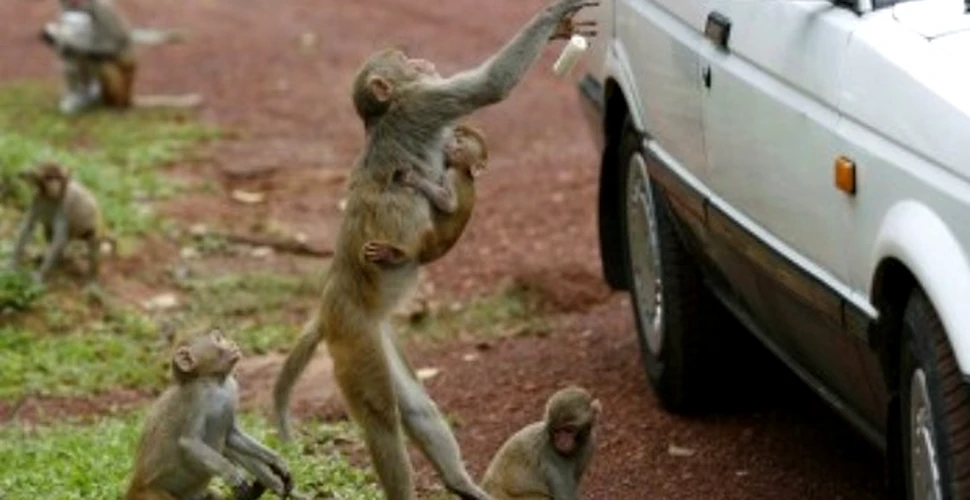 Maimutele flamande ataca locuintele thailandezilor