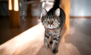 De ce urmăresc pisicile fiecare mișcare a stăpânilor? „O minte mult mai profundă decât am fi crezut”