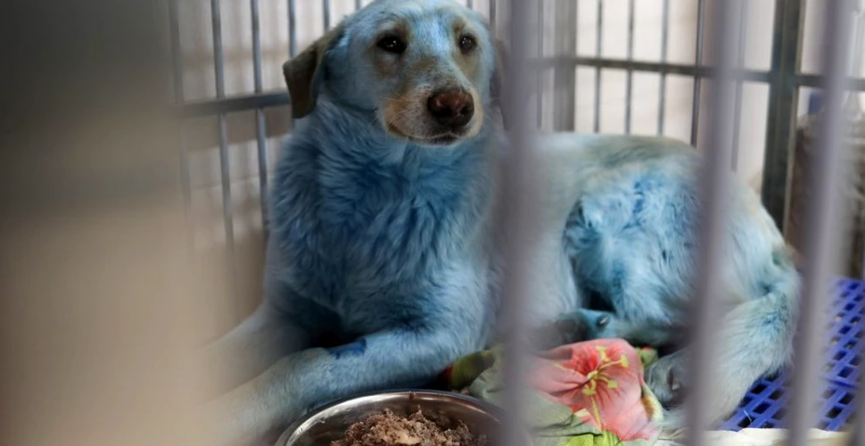 Ce s-a întâmplat cu mai mulți câini cu blana albastră descoperiți în apropiere de o fostă uzină chimică din Rusia