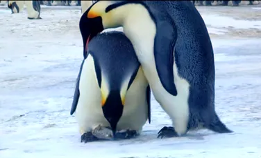Pinguinii imperiali, ”îndoliaţi” de moartea puiului. Imagini VIDEO remarcabile