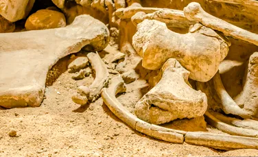 Arheologii au făcut o descoperire importantă de os de mamut în Austria