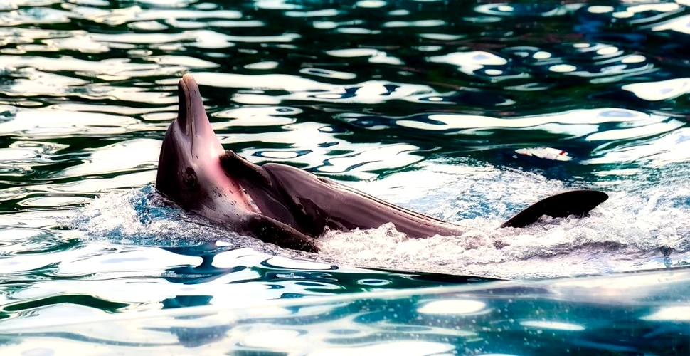 O descoperire inedită scoate la iveală că balenele şi delfinii formează culturi şi societăţi asemeni oamenilor