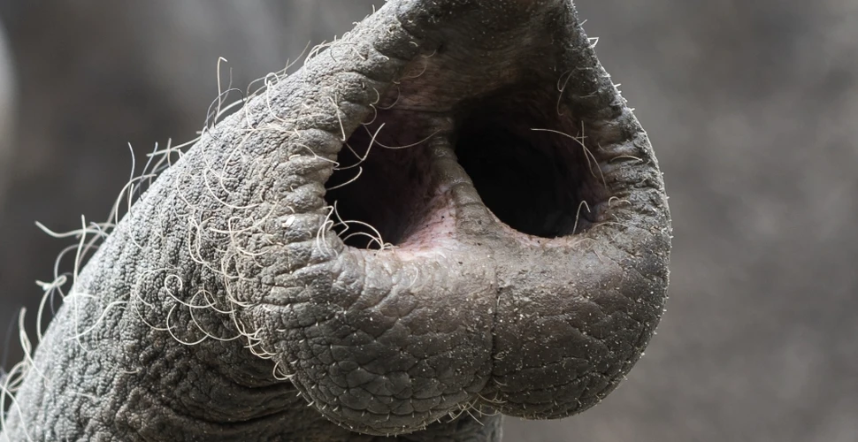 Care este fiinţa cu cel mai performant nas din întreg regnul animal? Deţinătorul recordului a fost identificat