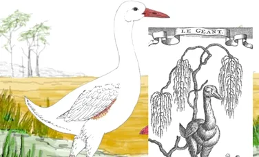 Enigma lui Leguatia, pasărea gigantică ce i-a fascinat pe naturalişti timp de secole