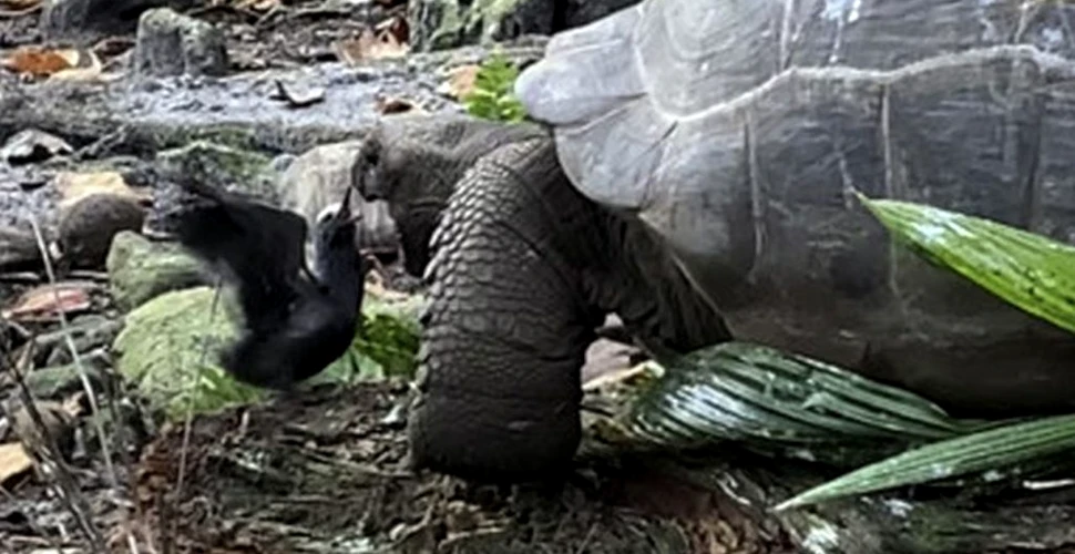 O țestoasă uriașă, filmată în timp ce atacă și mănâncă un pui de pasăre. Cum este explicat comportamentul neobișnuit