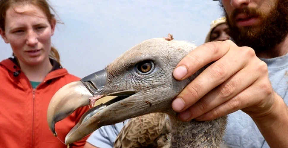 Sauditii au prins “vulturul spion” israelian