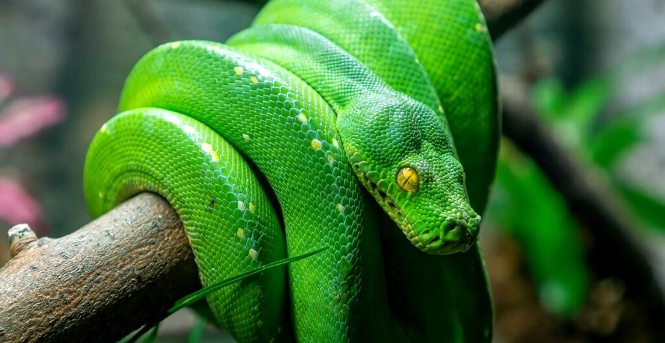 O cercetătoare a descoperit că până și femelele de șarpe au clitoris