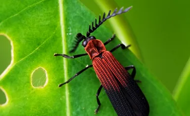 Cercetătorii au numărat din nou câte insecte sunt pe Pământ, iar rezultatul a depășit așteptările