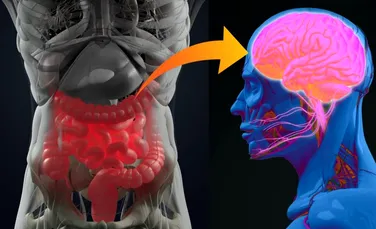 Un nou studiu a confirmat legătura „incontestabilă” dintre bacteriile intestinale și Alzheimer