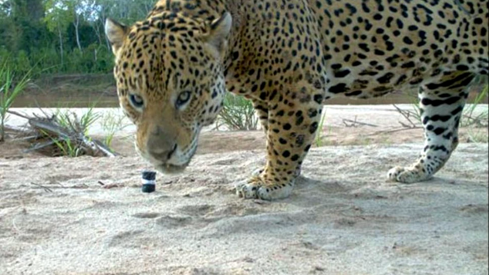 Jaguarii din Bolivia prosperă