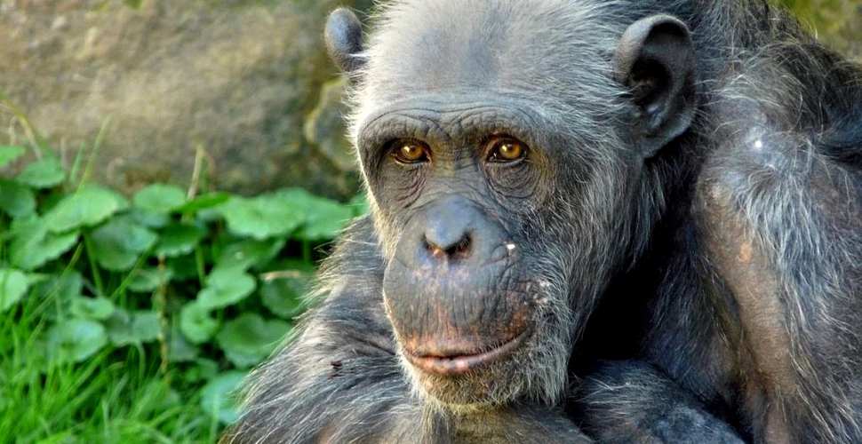 Celulele umane par mai tinere decât ale cimpanzeilor, în ciuda faptului că împărtășeșc 99% din codul genetic