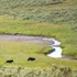 Ce s-a întâmplat în Parcul Național Yellowstone după reintroducerea lupilor?