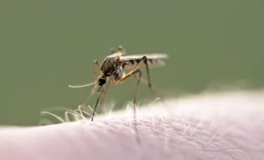 Virusul West Nile face ravagii în Europa. Care este situația în România?