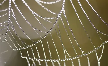 Pânza de păianjen şi grafenul pot crea un material revoluţionar care poate deveni materialul viitorului. Experiment inedit