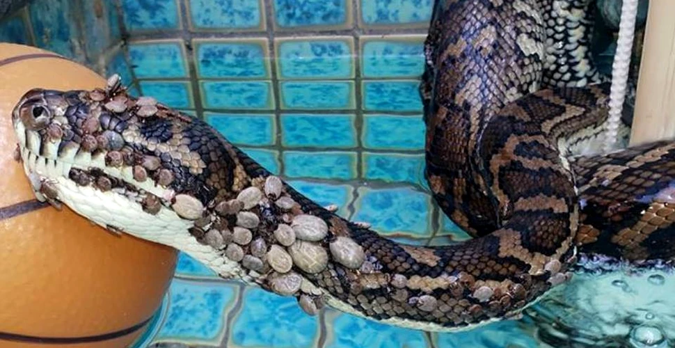 Un şarpe, găsit în stare foarte gravă, a fost infestat cu peste 500 de căpuşe