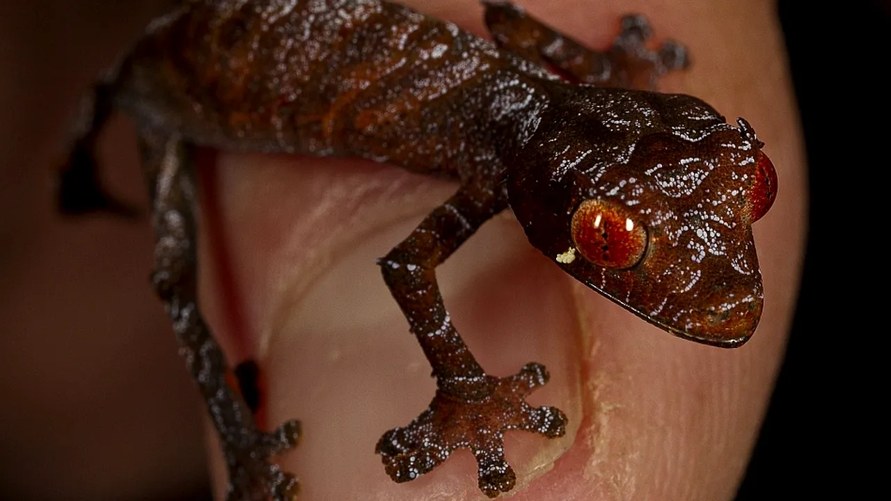 1-gecko 