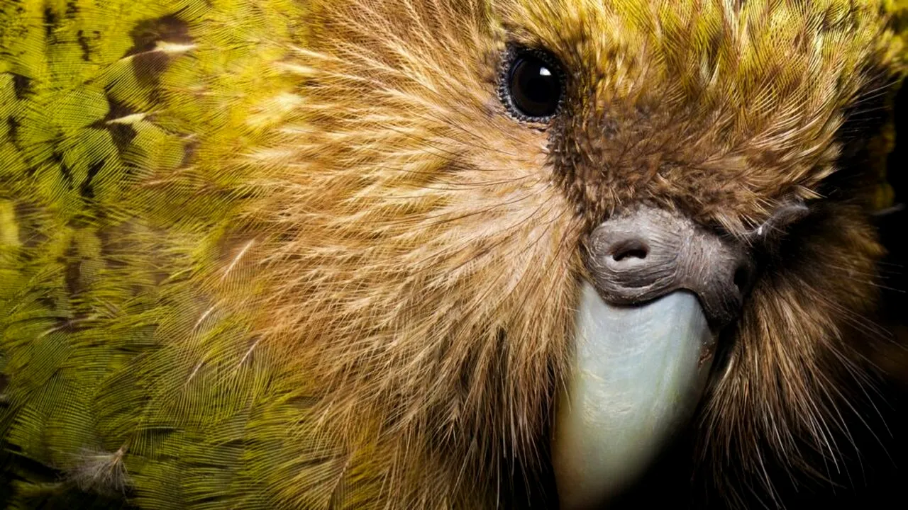 O specie pe cale de dispariție-kakapo_profimedia_descoperă 