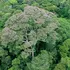 Unii copaci tropicali „adoră” să fie loviți de trăsnet