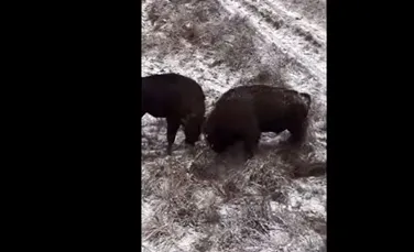 Imagini spectaculoase cu zimbri care se luptă, surprinse în Parcul Natural Vânători Neamț